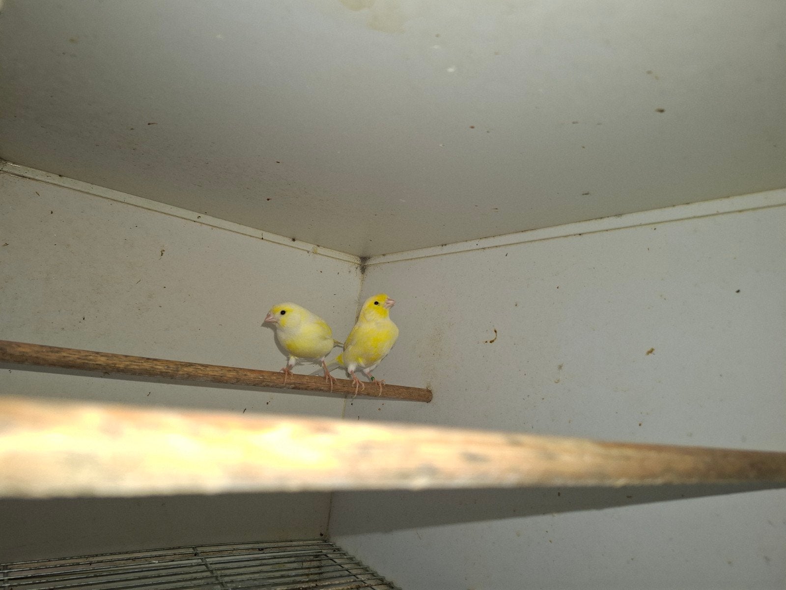 kanaries, Dieren en Toebehoren