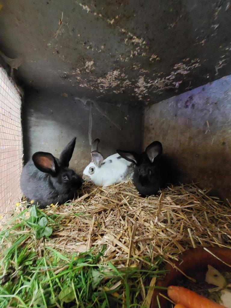 Lapins papillons