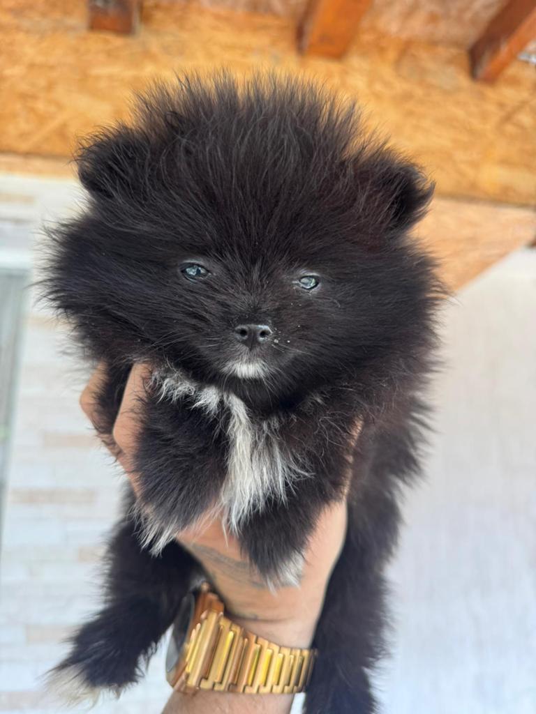 Superbes petits chiots pomériens (tête d'ours), Particulier, Loulou, 8 à 15 semaines, Plusieurs