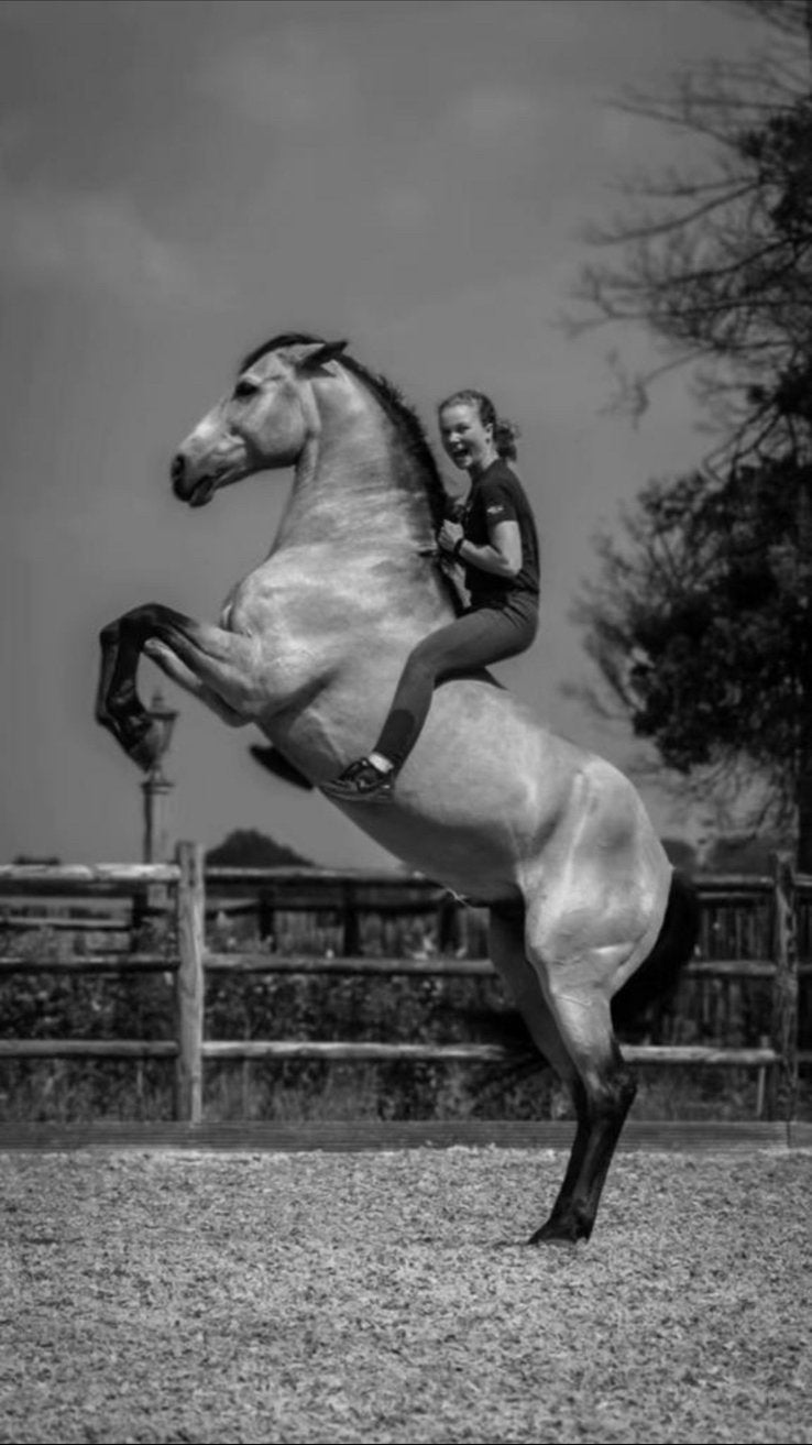 Ruiter aangeboden (paarden / pony’s), Débourré, Cheval de saut