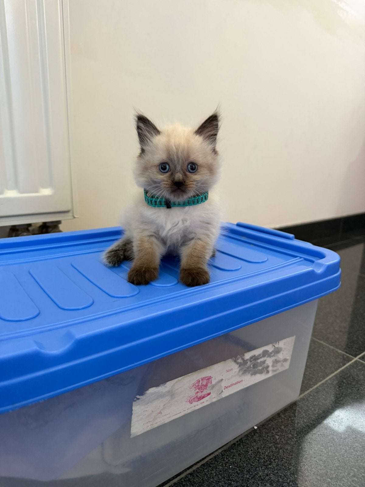 Ragdoll kittens, Dieren en Toebehoren, Meerdere dieren, Met stamboom, 0 tot 2 jaar
