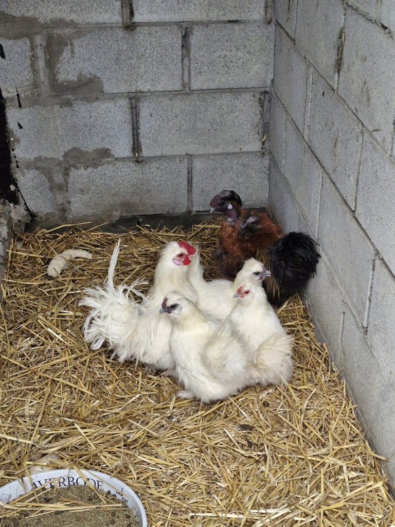 Mooie zijde hoenders, Dieren en Toebehoren, Pluimvee, Meerdere dieren, Kip