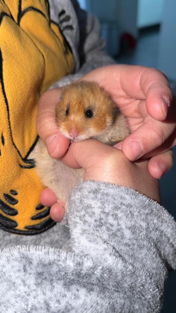 Hamster doré à poils longs, Hamster, Mars, Domestique, Femelle