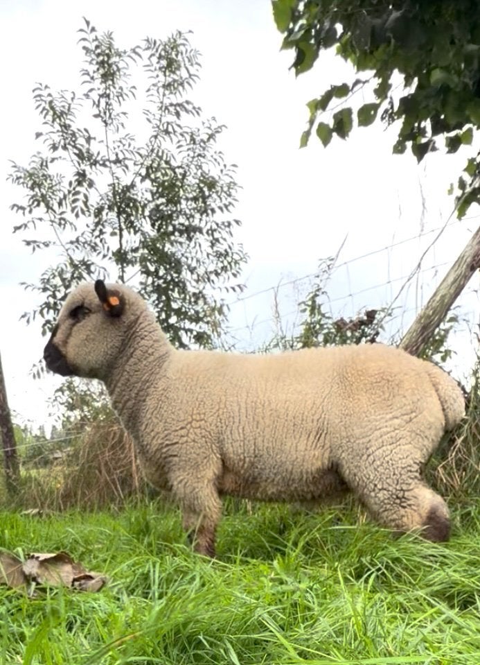 Hampshire Down Ram lam, Dieren en Toebehoren, Mannelijk, Schaap, 0 tot 2 jaar