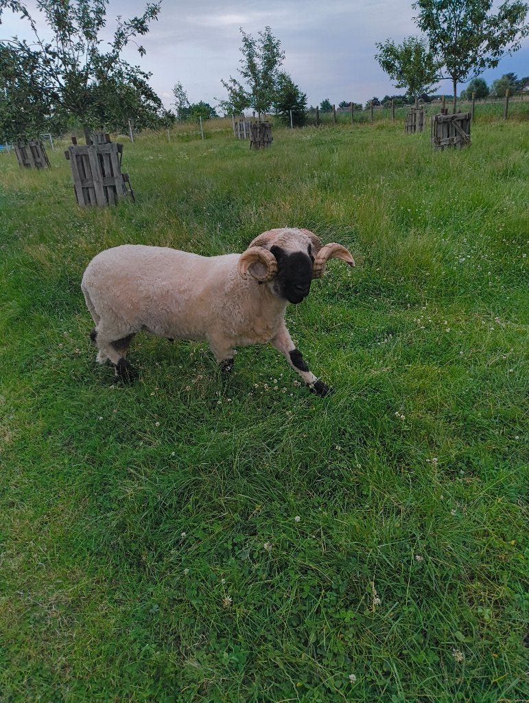 Walliser ram, Mâle, Mouton, 0 à 2 ans