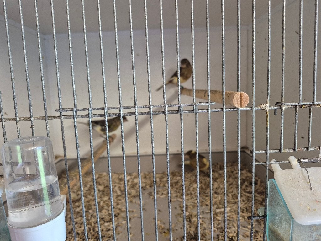 kanarie, Dieren en Toebehoren, Meerdere dieren, Bastaard