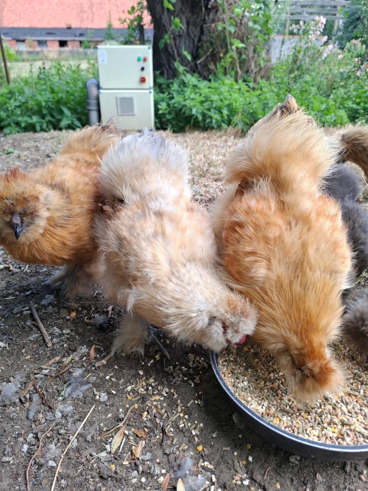 Zijde hoen haantjes, Dieren en Toebehoren, Mannelijk, Kip