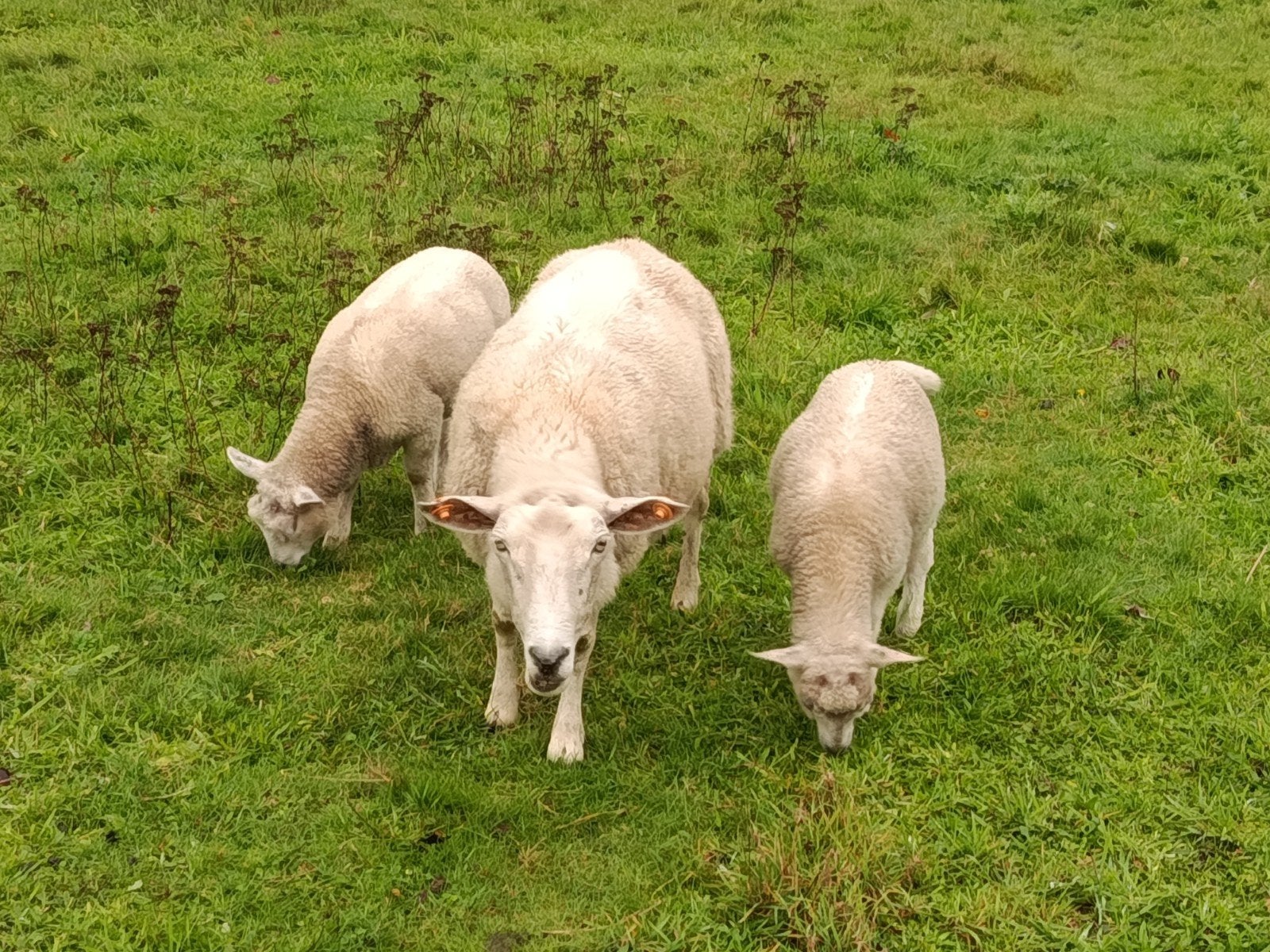 ooi met twee lammeren, Dieren en Toebehoren