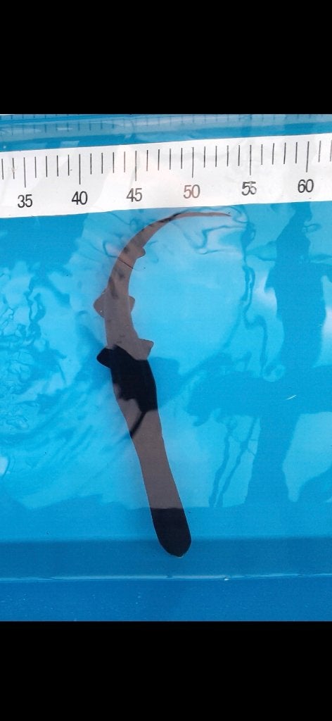 Lepelsteur 30-35cm, Dieren en Toebehoren, Vissen | Vijvervissen, Steur