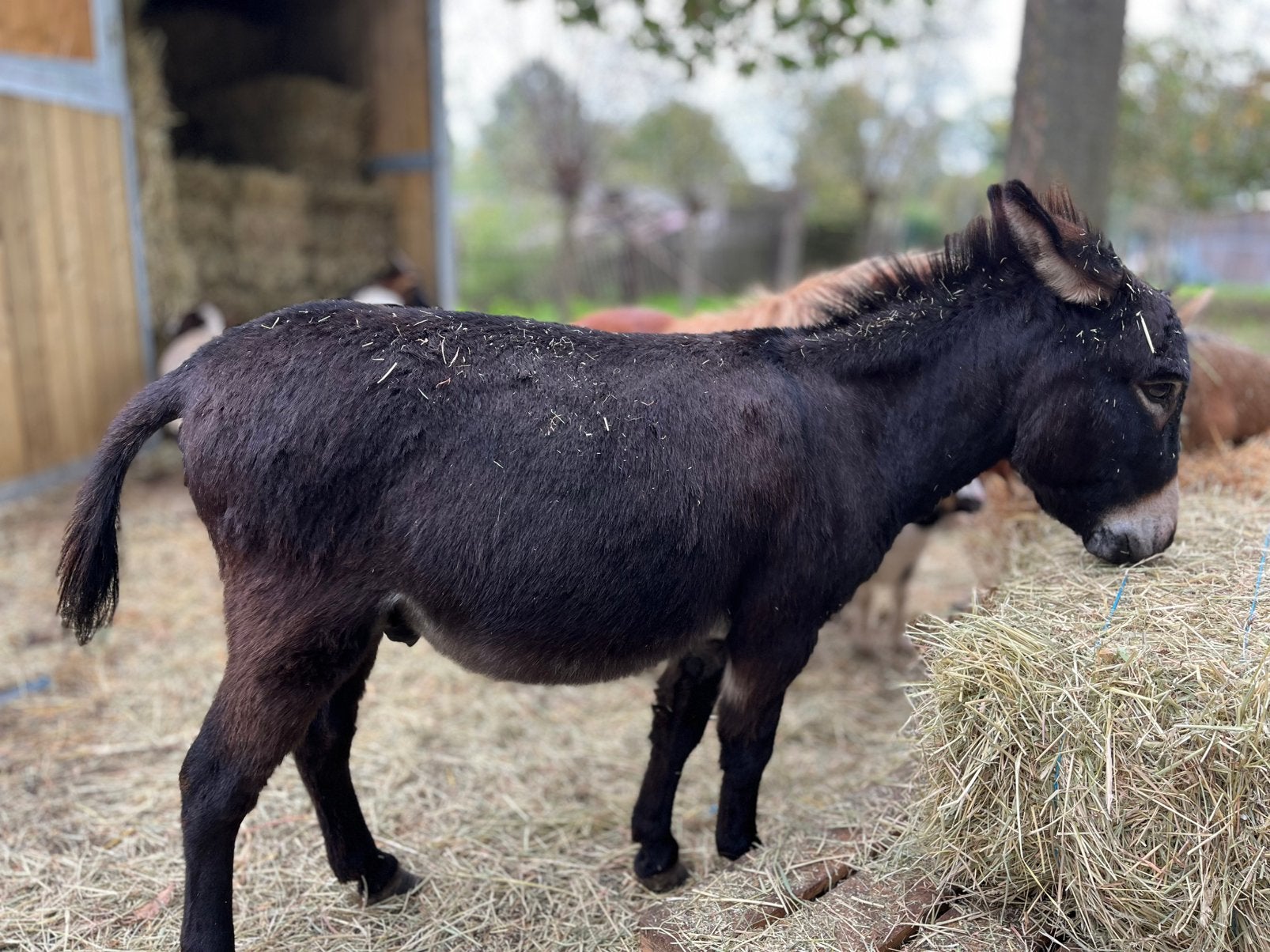 Mediterrane mini ezel, Dieren en Toebehoren, Mei, Mannelijk