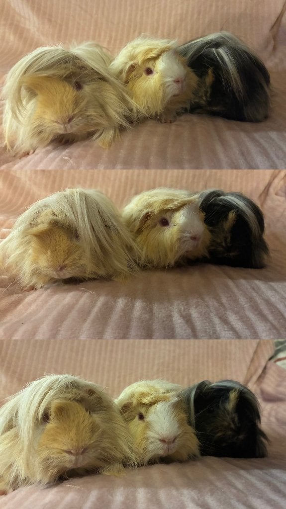 Cochons d’Inde - Cavia - Cobayes, Animaux & Accessoires, Neuf, Cobaye, Moins de 60 cm, Autres types