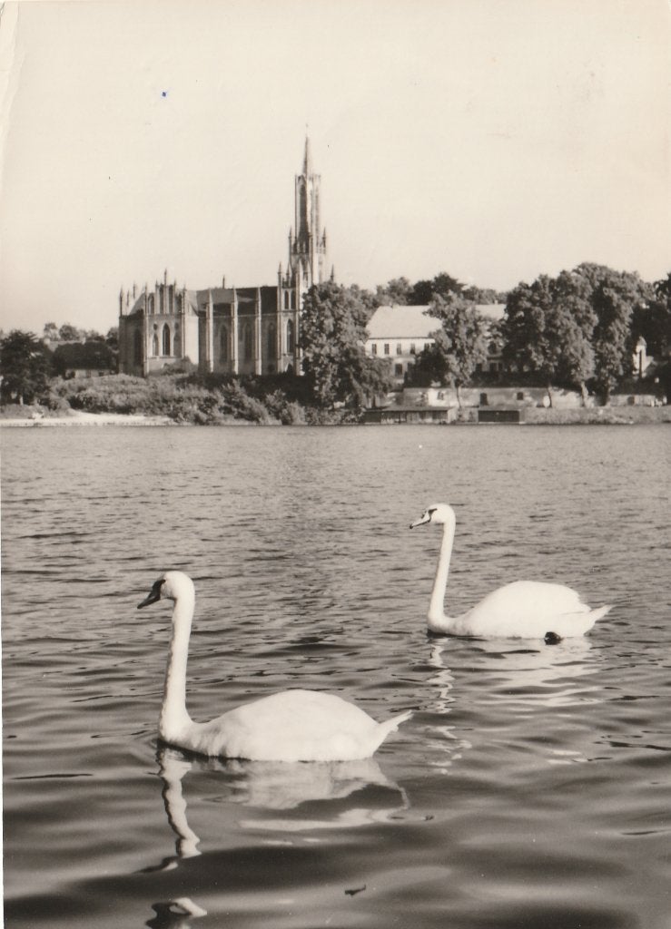 ZWANEN  in  MALCHOW  en  Kloosterkerk, Verzamelen, Postkaarten | Dieren, Ophalen of Verzenden, 1960 tot 1980, Gelopen, Vogel