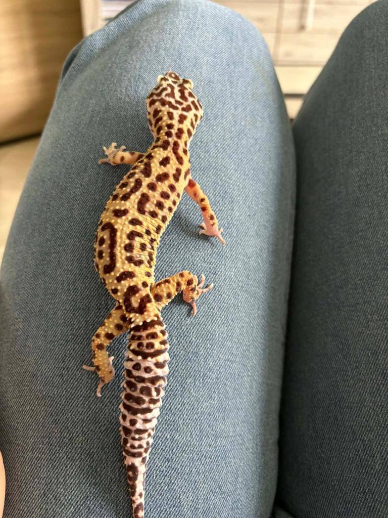 Gekko leopard mâle et femmelle, Animaux & Accessoires, Lézard, Avec terrarium, 3 à 6 ans