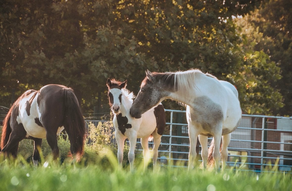 Gezelschapspaard, Dieren en Toebehoren, Paarden, Merrie