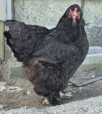 Poule Brahma noire, ligne d'exposition
