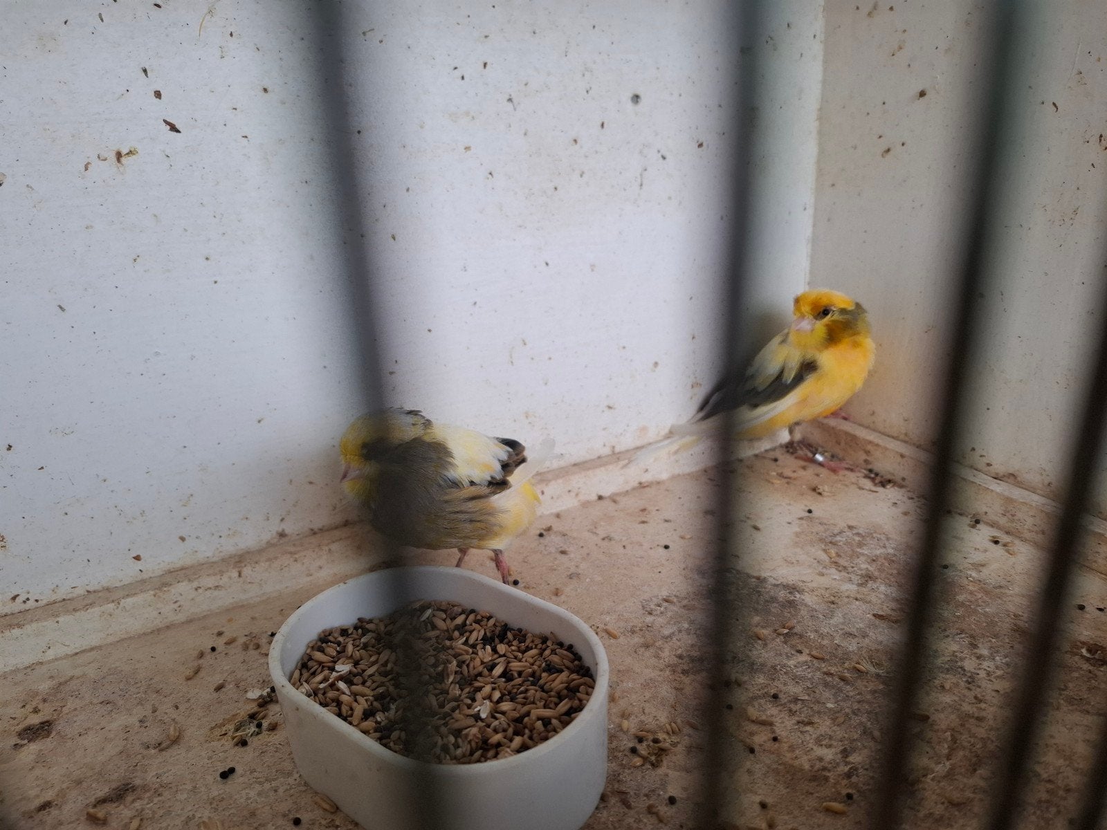 yorkshire kanarie, Canari chanteur