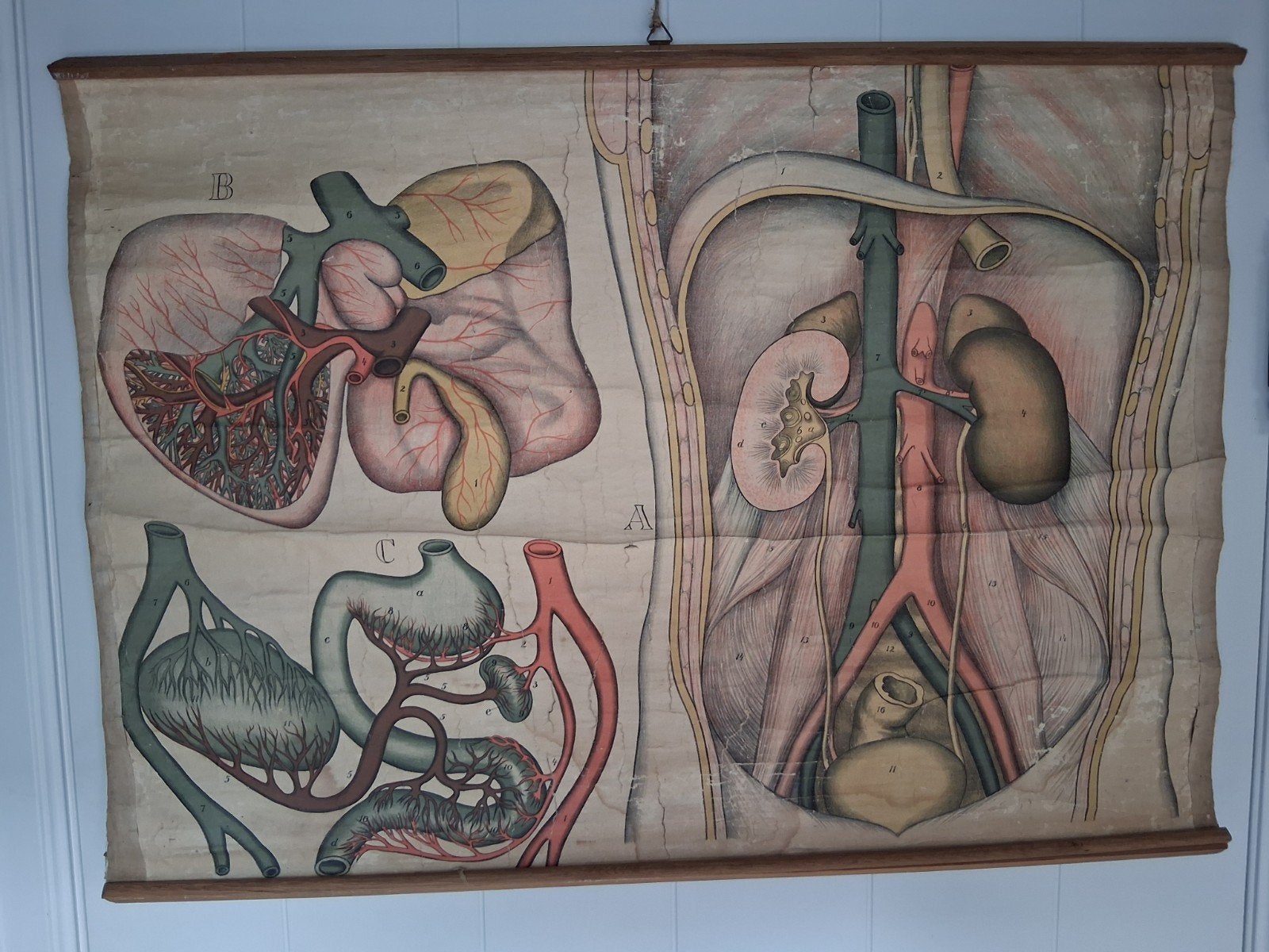 ​Mooie Oude Schoolplaat Anatomie - Medische Illustratie, Ophalen of Verzenden