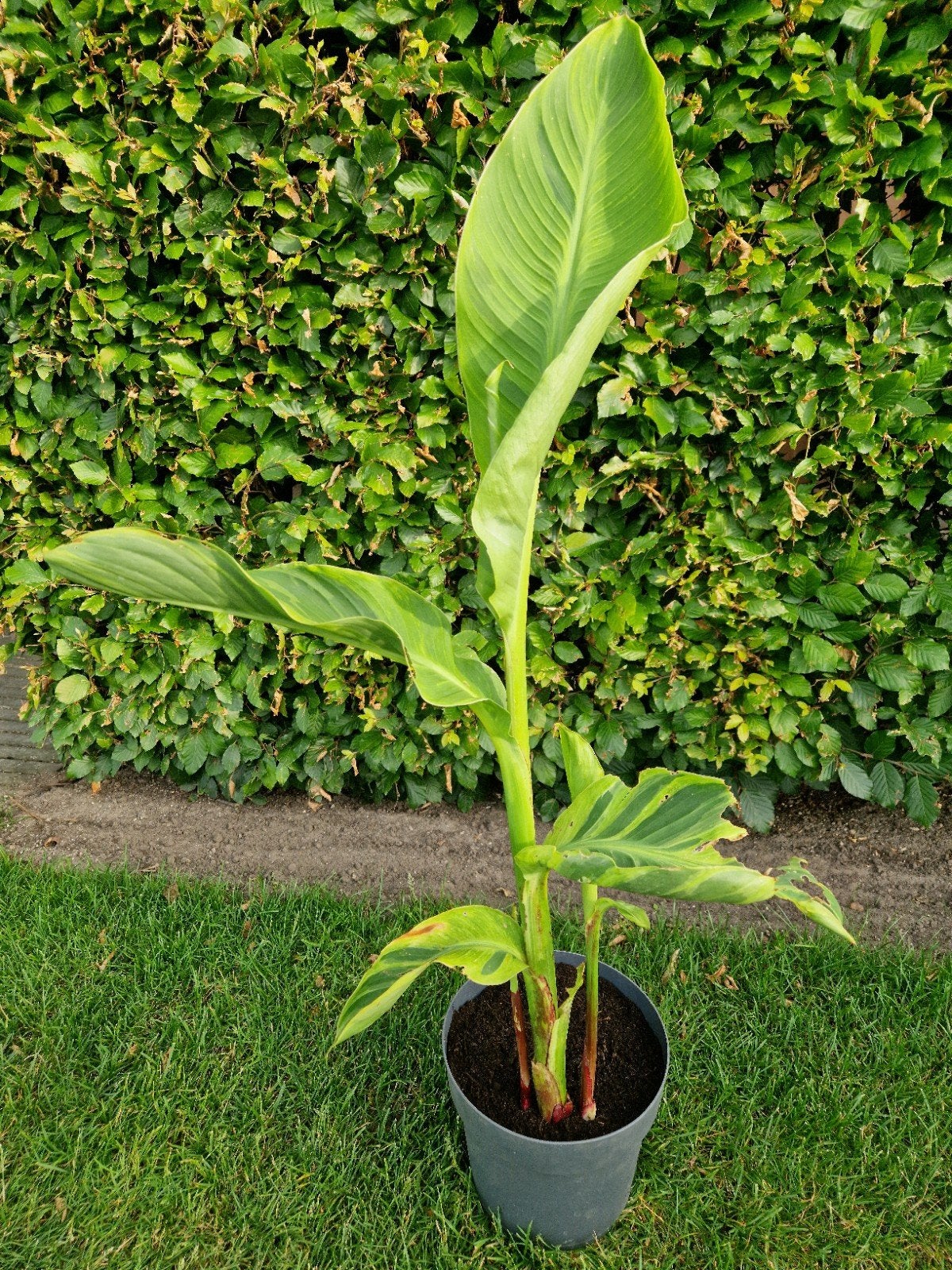 Canna Wolfsong, Jardin & Terrasse, Enlèvement