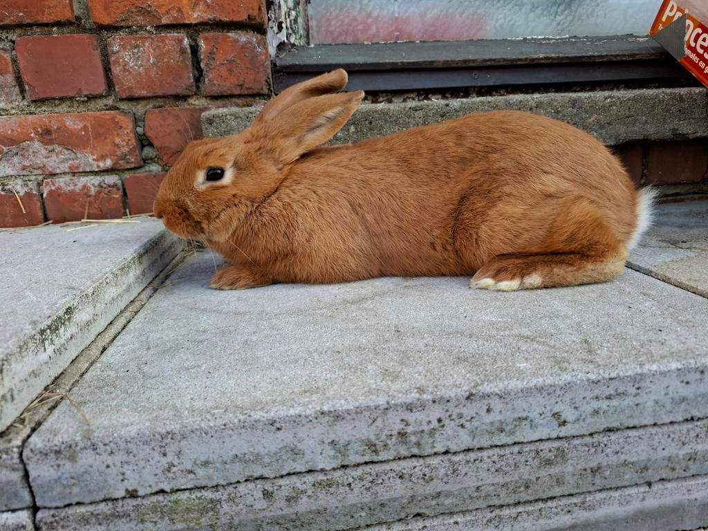 Vale van bourgondie moer, ingeënt 18 weken oud, Dieren en Toebehoren, Konijnen