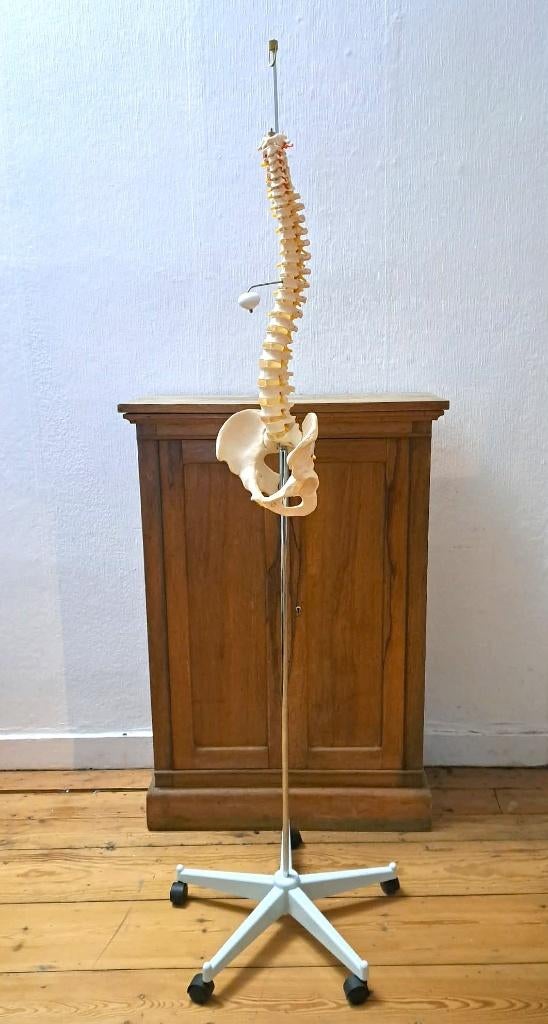 Anatomie colonne vertébrale sur support, Enlèvement