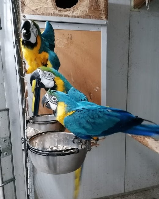 Couple reproducteur d'aras bleus et jaunes et jeunes, Animaux & Accessoires, Plusieurs animaux, Perroquet, Domestique