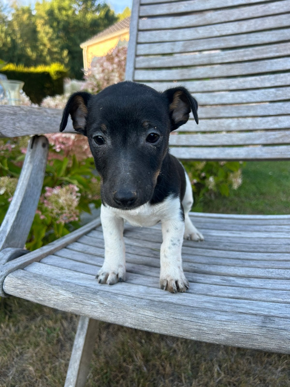 Jack Russel puppy’s, Dieren en Toebehoren, Honden | Niet-rashonden, België, Fokker | Hobbymatig, 8 tot 15 weken, CDV (hondenziekte)