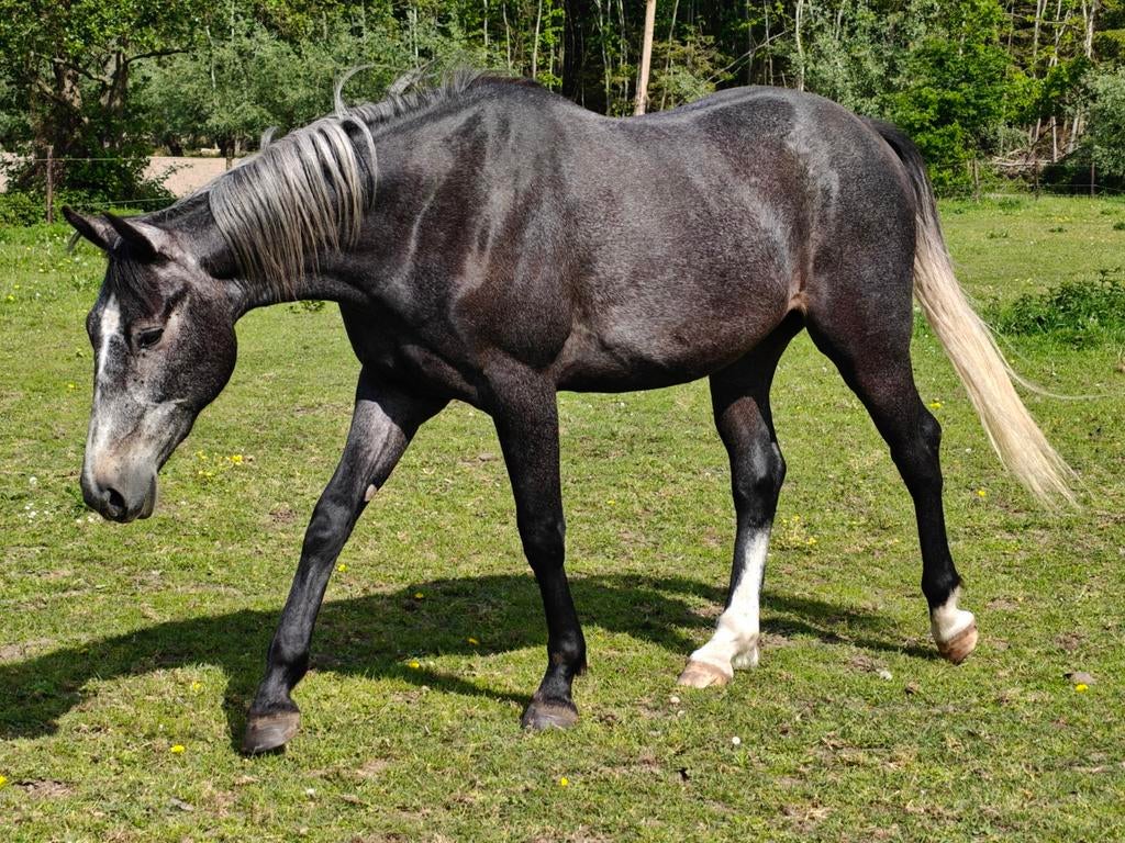 Knappe jonge ruin met veel potentieel, Dieren en Toebehoren, Paarden, Met stamboom, Ruin, Dressuurpaard, Zadelmak