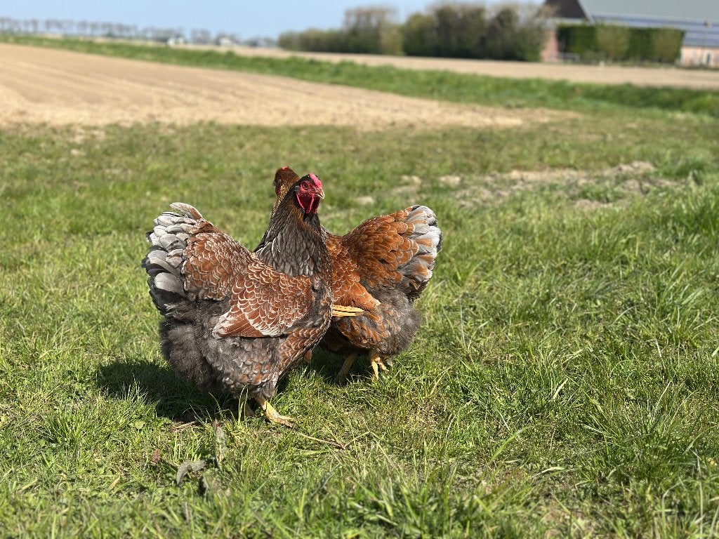 Jonge tamme Wyandotte kippen groot gesekst en ingeënt, Vrouwelijk, Kip