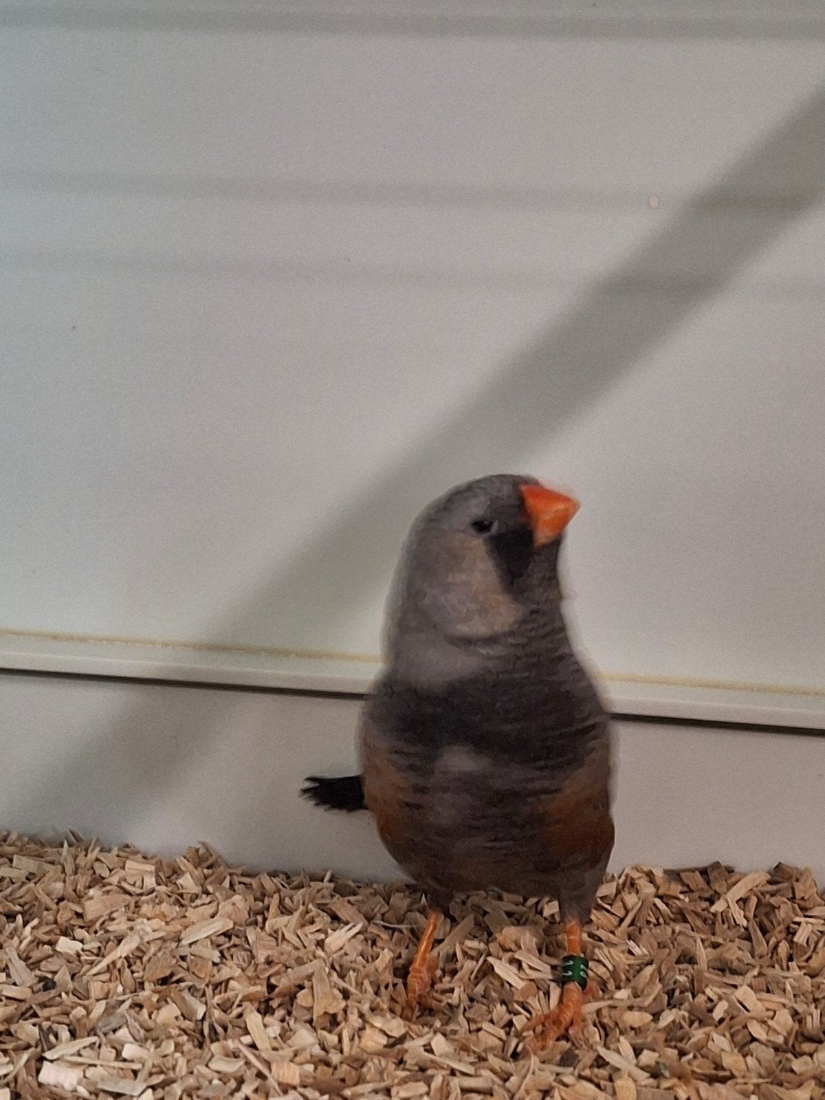 charcoal zebravink