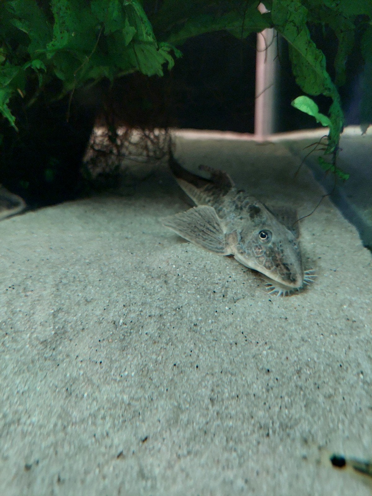2x loricaria rio atabapo, Vis, Zoetwatervis