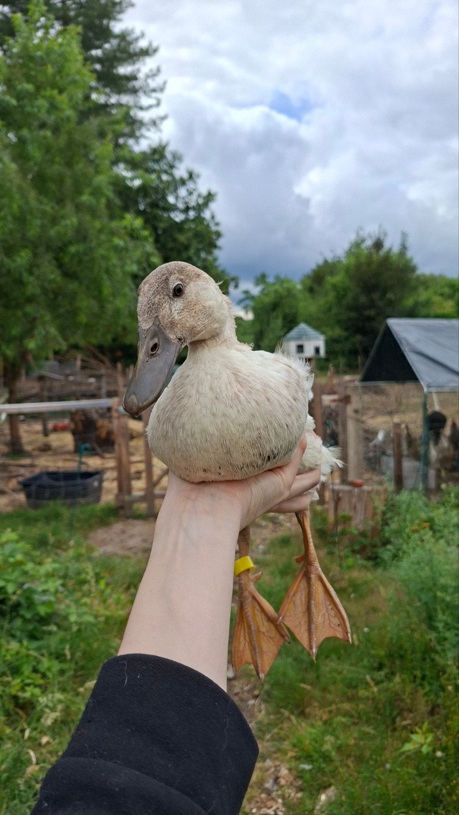 Koppel jongen loopeenden, Plusieurs animaux, Canard