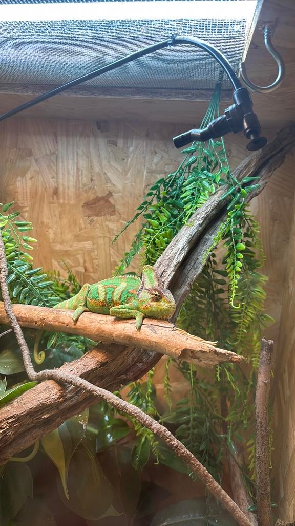 Jemen kameleon met terrarium, Dieren en Toebehoren, Reptielen en Amfibieën, Met terrarium