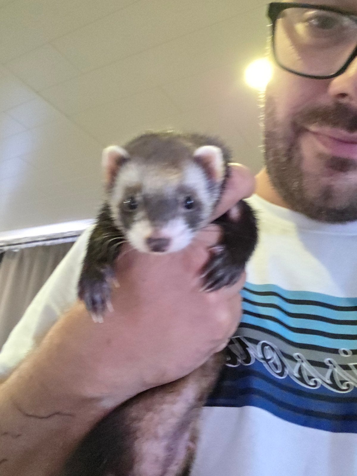 super lief fretten moertje 9maanden oud, Furet, Domestique, Novembre, Femelle