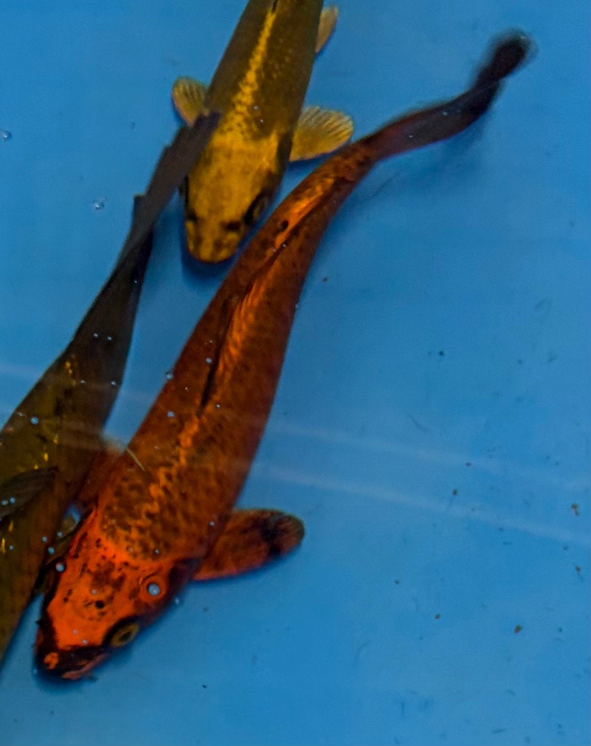 Kin Matsuba | Japanse Koi, Animaux & Accessoires, Poissons | Poissons d'étang, Carpe ou Koï