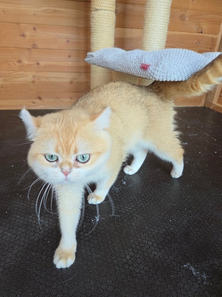 Herplaatsen gecastreerde kater, Dieren en Toebehoren, Kater, Met stamboom, 3 tot 5 jaar