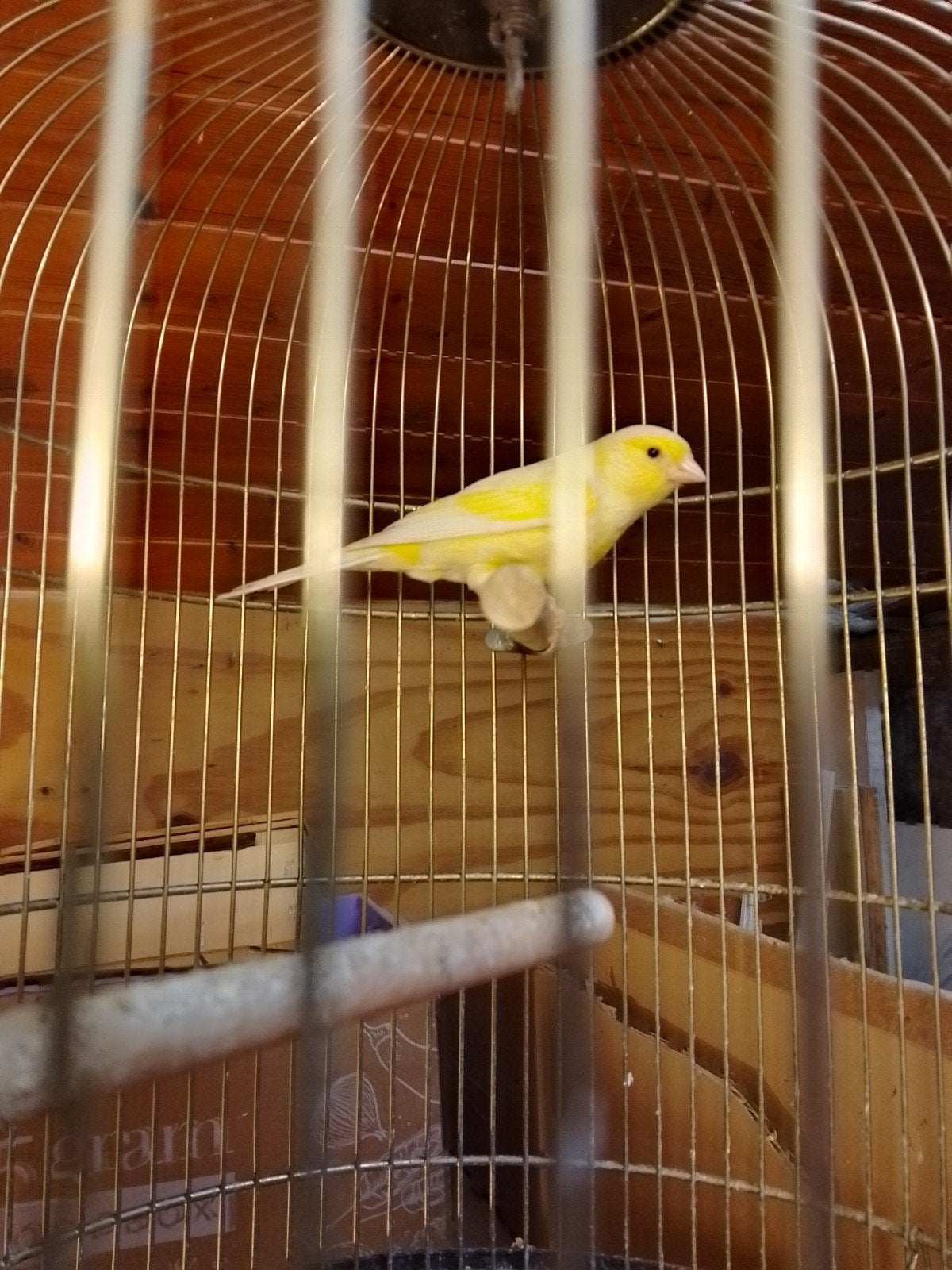 TRÈS BEAUX CANARIS DE COULEUR SIFFLANTE, avec ou sans cage, Animaux & Accessoires, Plusieurs animaux, Canari chanteur