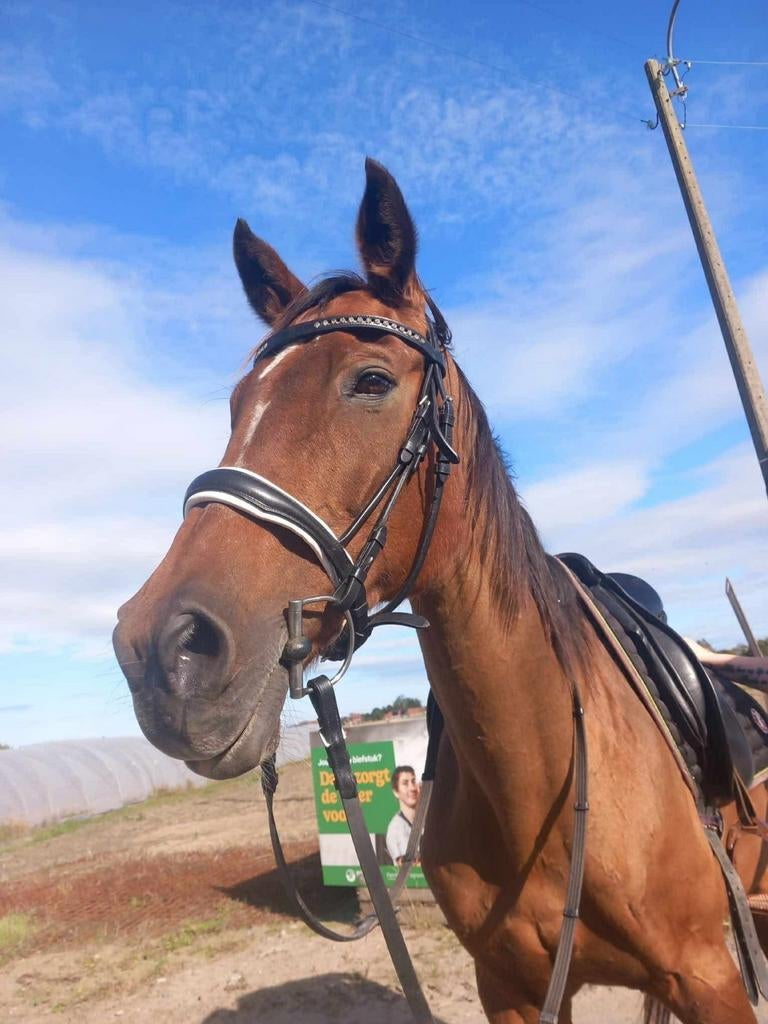 Hoofdstel full met bit, Dieren en Toebehoren