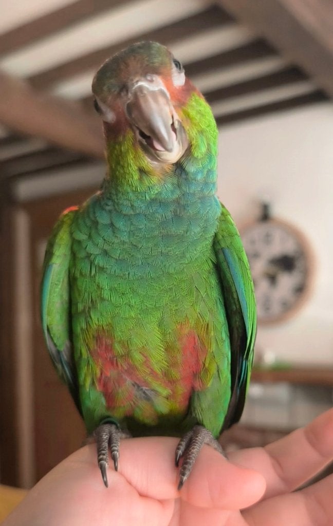 Conure Cruentata Tiriba Apprivoisé, Mâle, Perroquet, Domestique