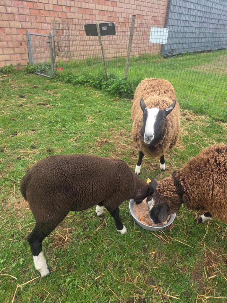 Brebis avec bélier d’herbe (3 mois)