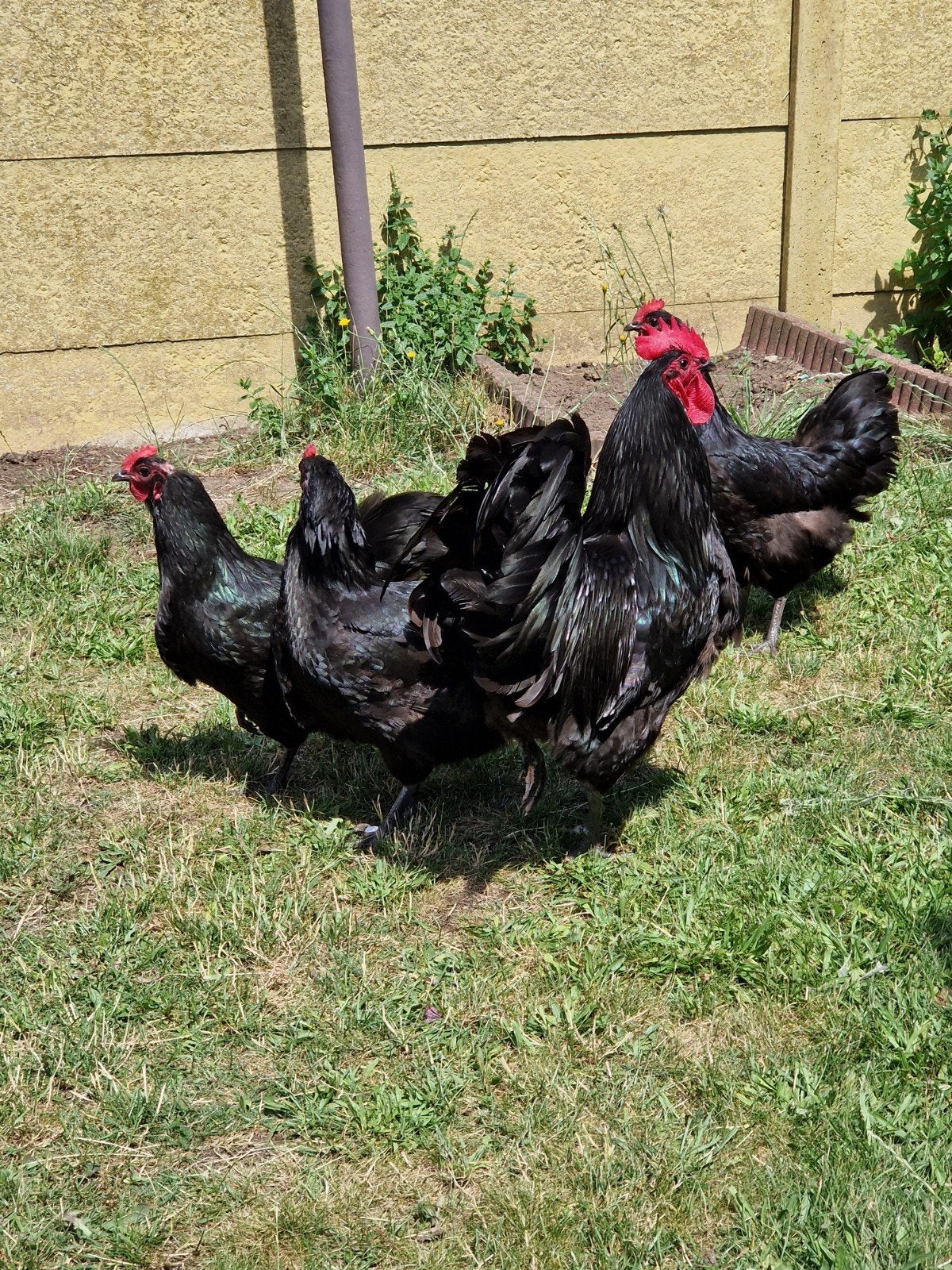 Coq et poulets Austrolorp à vendre, Animaux & Accessoires