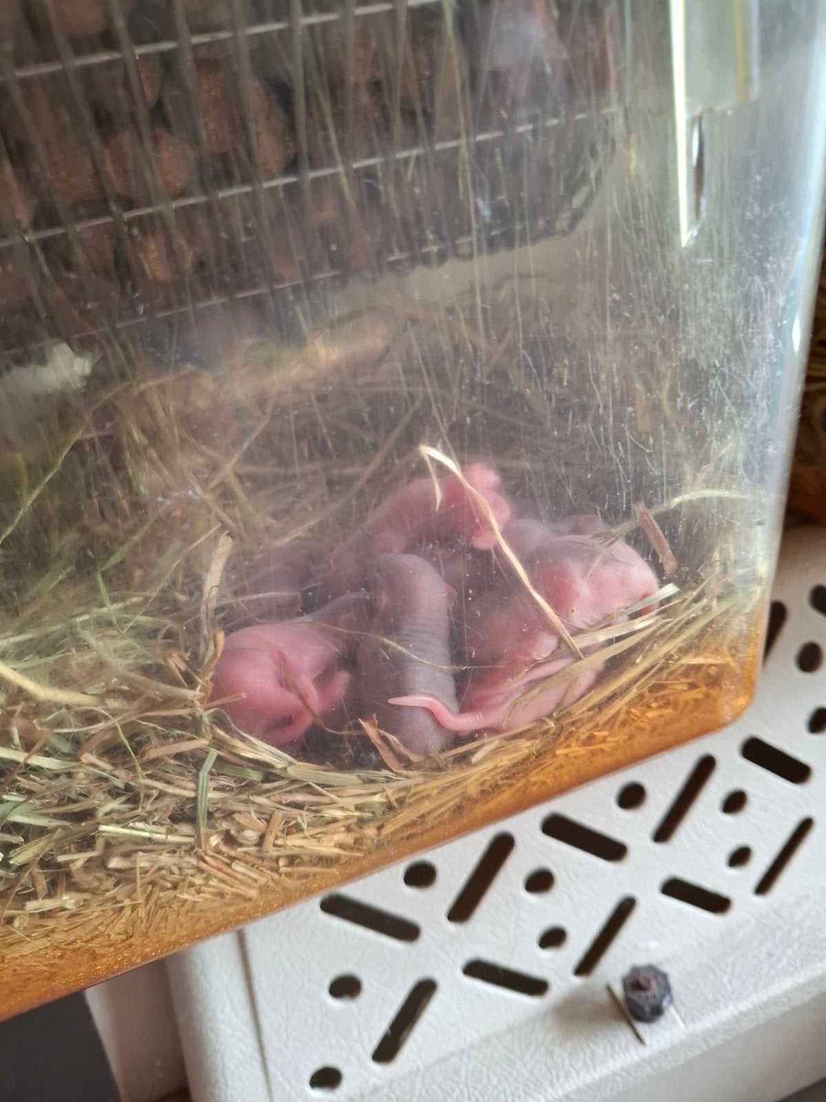 Ratjes baby s, Dieren en Toebehoren, Juni, Meerdere dieren, Rat
