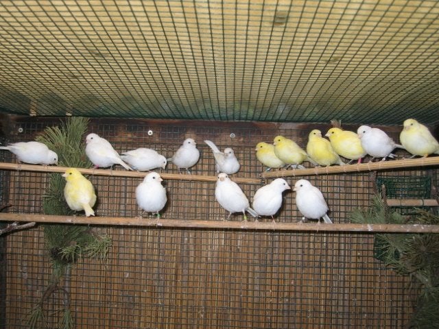 Canaris malinois, Animaux & Accessoires, Oiseaux | Canaris, Plusieurs animaux, Canari chanteur