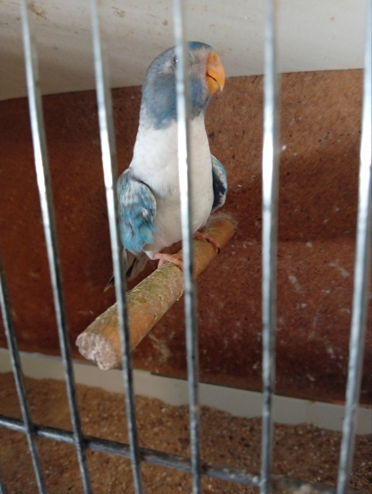 Blauw opaline ef gezoomd pop Splendid 26, Dieren en Toebehoren, Vogels | Parkieten en Papegaaien, Geringd