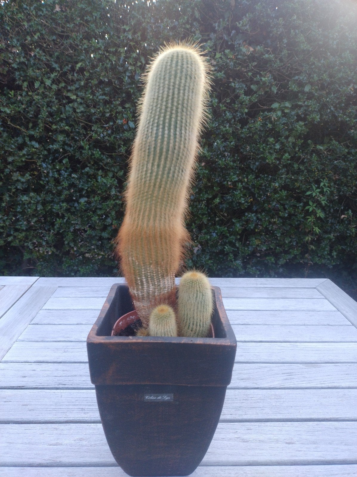 cactus, gouden kegel cactus,notocactus, Ophalen