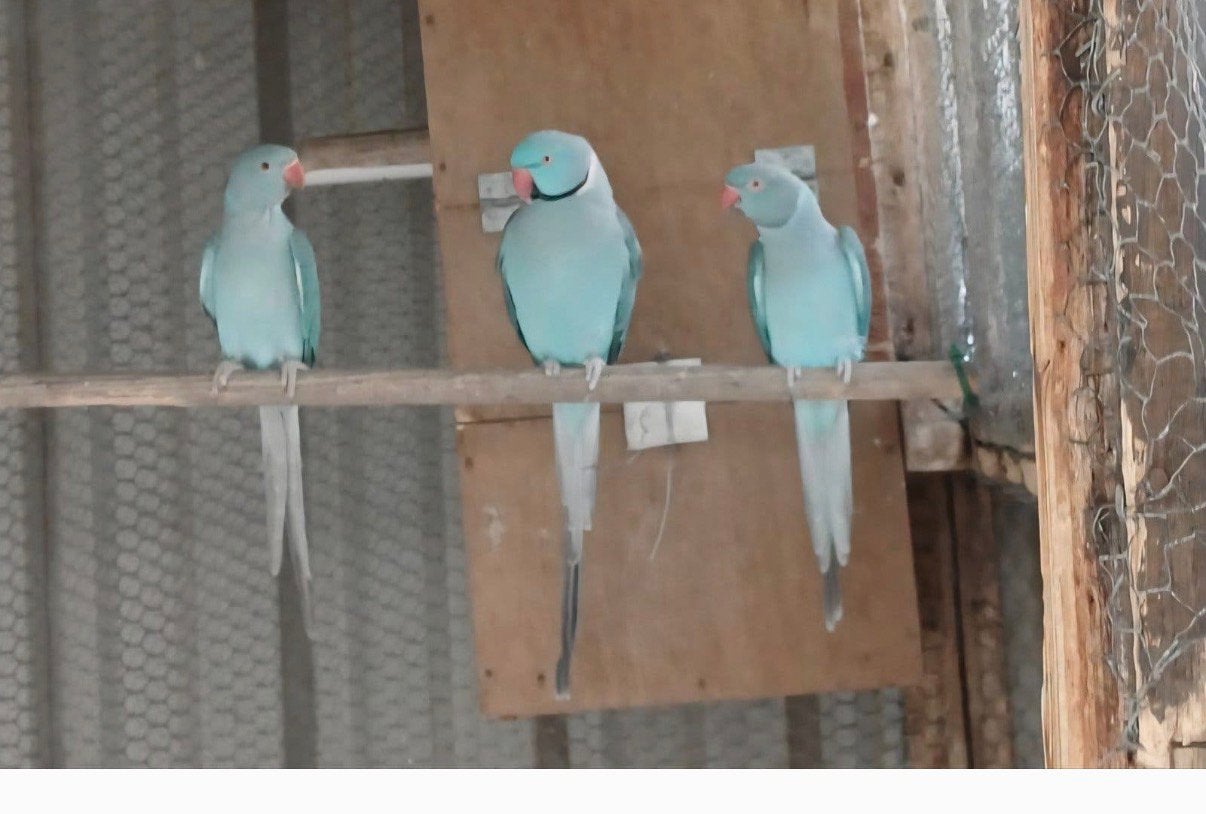5 blauwe halsbandparkieten april 2026, Meerdere dieren, Parkiet, Geringd
