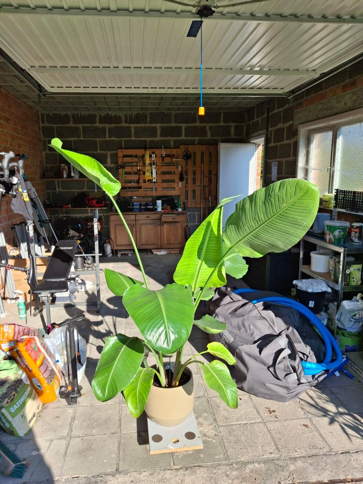 grote paradijsvogel, Tuin en Terras, Bloeit niet, Halfschaduw, Overige soorten, 100 tot 250 cm