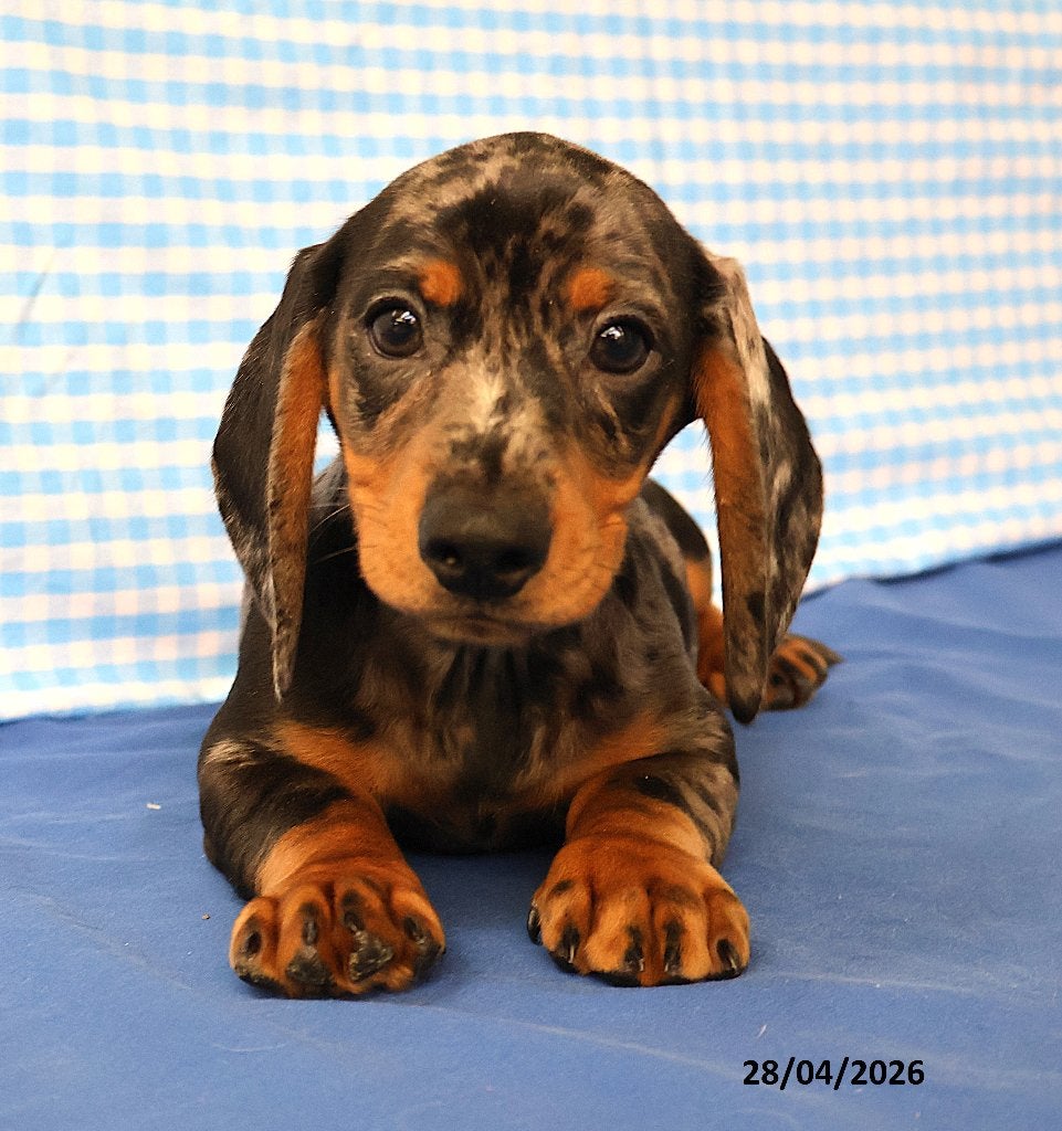 Super leuke Teckel pups!, Dieren en Toebehoren, Standaard, 15 weken tot 1 jaar, Reu, CDV (hondenziekte)