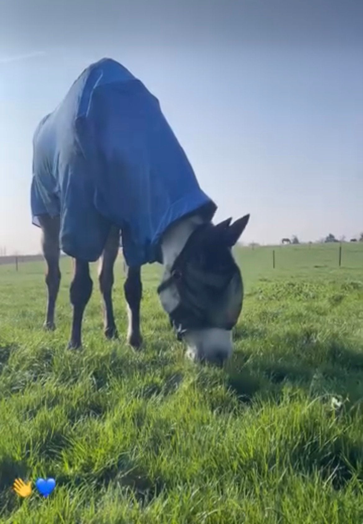 Harry's Horse Vliegendeken Mesh Pro Neck Blauw, Full (L), Dubbele borstsluiting, Vliegendeken, Ophalen of Verzenden