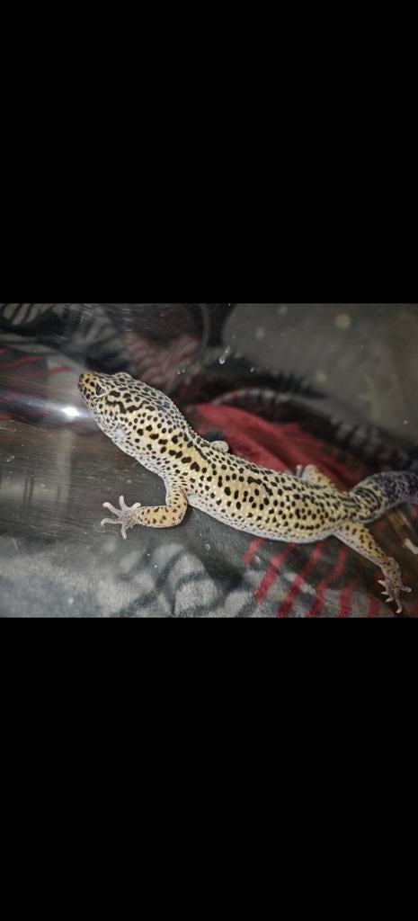 Volwassen Luipaardgekko, Dieren en Toebehoren