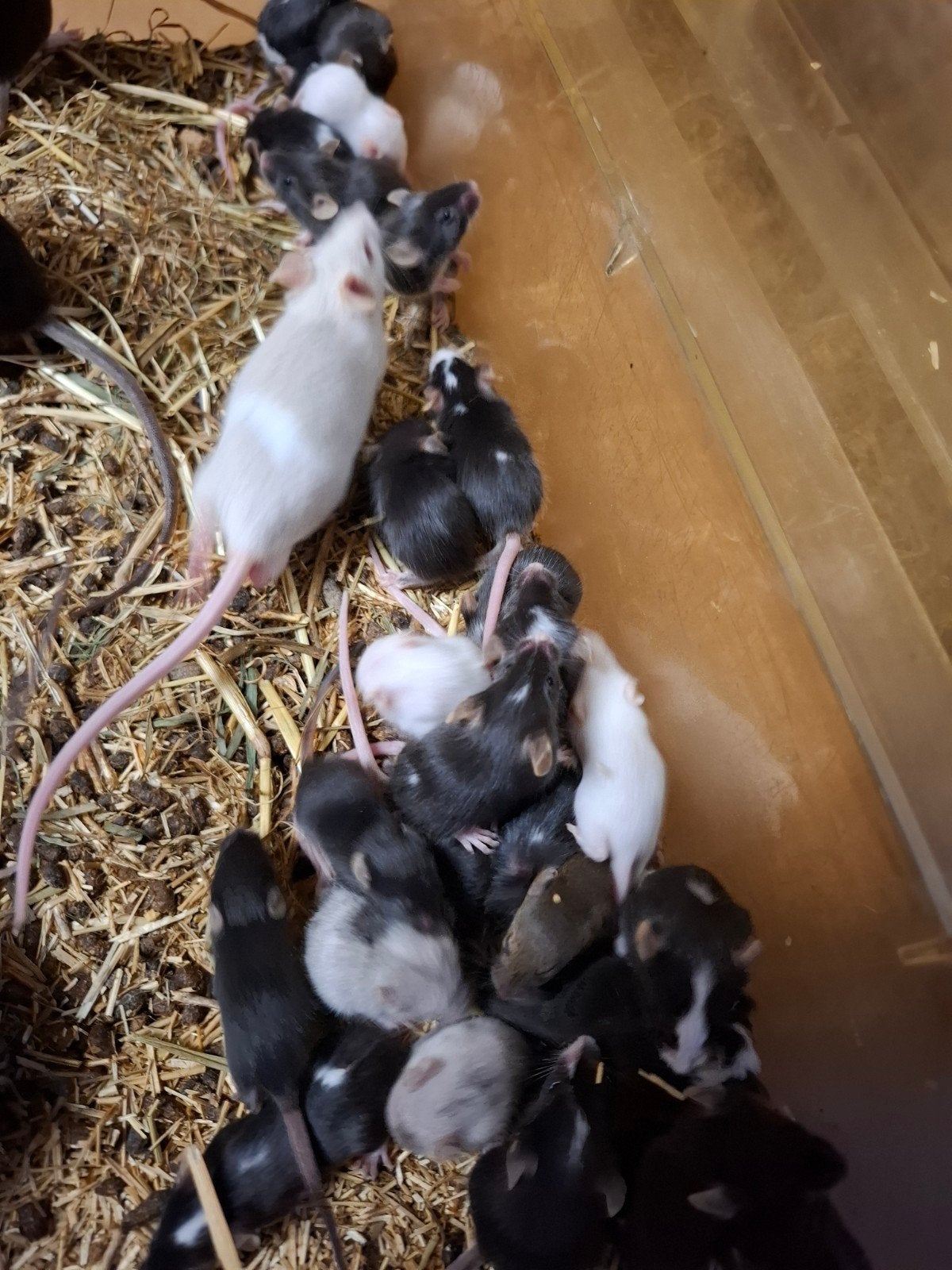 Muizen, Dieren en Toebehoren, Knaagdieren, Mei, Meerdere dieren, Muis